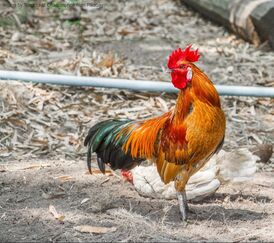 Jungle fowl rooster standing in a sandy plot with a hen behind him